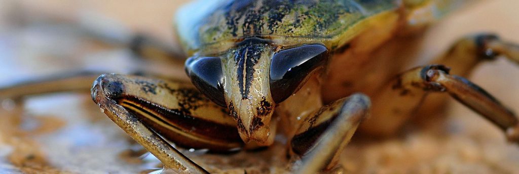 Cockroach