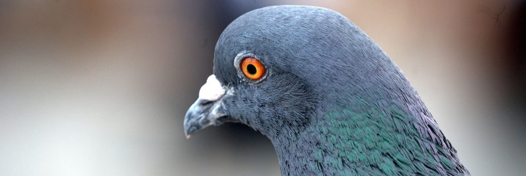 Pigeon