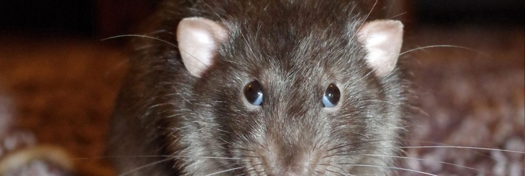 Rat