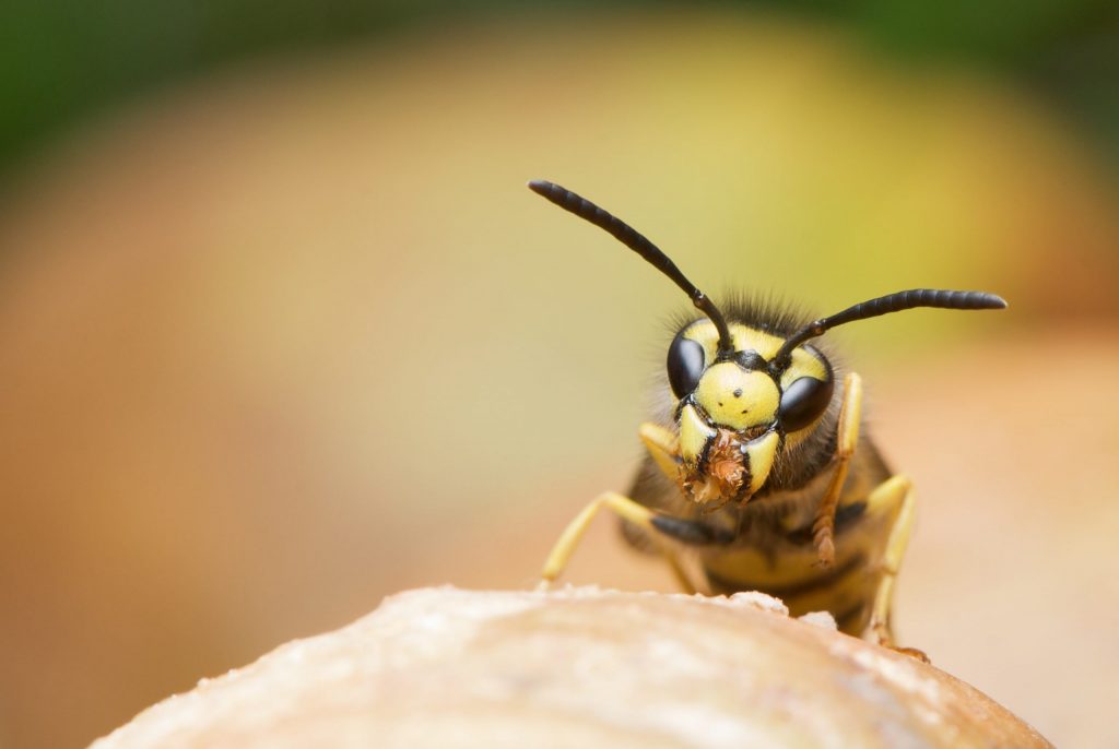 Wasp nest